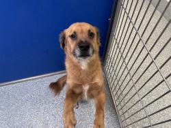 Shelter Stray Male Dog last seen , 4000 N Silverbell Rd, Tucson, AZ 85745, USA