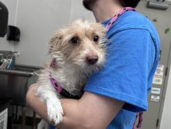 Shelter Stray Male Dog last seen , 4000 N Silverbell Rd, Tucson, AZ 85745, USA