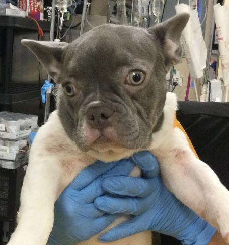 Shelter Stray Female Dog last seen Near BLOCK RUTLAND AVE, RIVERSIDE, CA 92503, 6851 Van Buren Boulevard, Jurupa Valley, CA 92509, USA