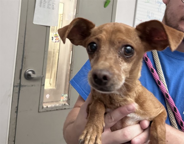 Shelter Stray Female Dog last seen , 4000 N Silverbell Rd, Tucson, AZ 85745, USA
