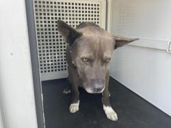 Shelter Stray Male Dog last seen Near BLOCK GIBRALTAR DR, RIVERSIDE, CA, 6851 Van Buren Boulevard, Jurupa Valley, CA 92509, USA