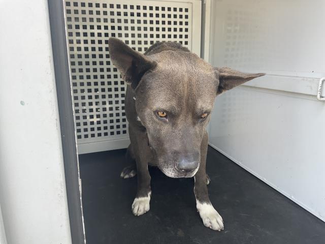 Shelter Stray Male Dog last seen Near BLOCK GIBRALTAR DR, RIVERSIDE, CA, 6851 Van Buren Boulevard, Jurupa Valley, CA 92509, USA