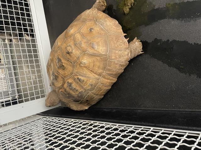 Shelter Stray Female Other last seen Near PYRITE ST, JURUPA VALLEY CA 92509, 6851 Van Buren Boulevard, Jurupa Valley, CA 92509, USA
