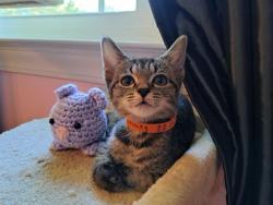 Shelter Stray Female Cat last seen CHARLOTTE, 8315 Byrum Dr, Charlotte, NC 28217, USA