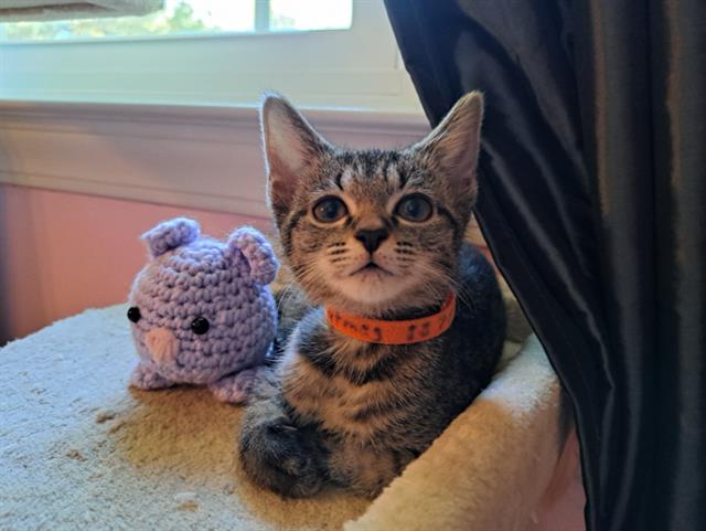 Shelter Stray Female Cat last seen CHARLOTTE, 8315 Byrum Dr, Charlotte, NC 28217, USA