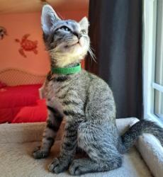 Shelter Stray Male Cat last seen CHARLOTTE, 8315 Byrum Dr, Charlotte, NC 28217, USA