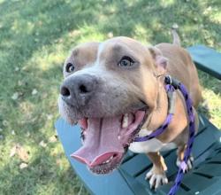 Shelter Stray Female Dog last seen CHARLOTTE, 8315 Byrum Dr, Charlotte, NC 28217, USA