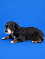 Shelter Stray Male Dog last seen Near BLOCK E 11TH PL, 3599 NW 79th Ave, Doral, FL 33122, USA