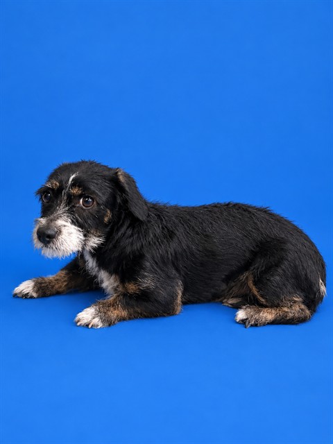 Shelter Stray Male Dog last seen Near BLOCK E 11TH PL, 3599 NW 79th Ave, Doral, FL 33122, USA