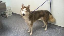 Shelter Stray Female Dog last seen CHARLOTTE, 8315 Byrum Dr, Charlotte, NC 28217, USA