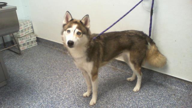 Shelter Stray Female Dog last seen CHARLOTTE, 8315 Byrum Dr, Charlotte, NC 28217, USA