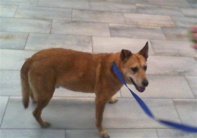 Shelter Stray Male Dog last seen CHARLOTTE, 8315 Byrum Dr, Charlotte, NC 28217, USA