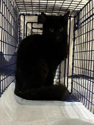 Shelter Stray Female Cat last seen ELIZABETH AVE TAVARES, 12280 County Rd 448, Tavares, FL 32778, USA