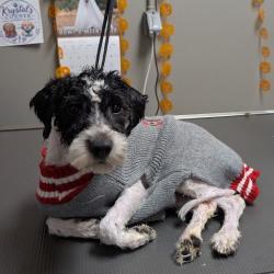 Shelter Stray Female Dog last seen CHARLESTON AND SLOAN, 655 N Mojave Rd, Las Vegas, NV 89101, USA