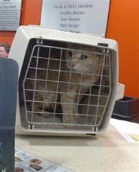Shelter Stray Male Cat last seen Near BLOCK NOLTEMEYER WYNDE COURT, 3528 Newburg Rd, Louisville, KY 40218, USA