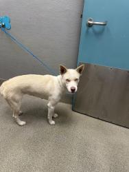 Shelter Stray Female Dog last seen N PECOS RD & E BONANZA RD, 655 N Mojave Rd, Las Vegas, NV 89101, USA