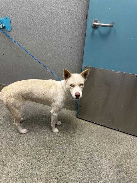 Shelter Stray Female Dog last seen N PECOS RD & E BONANZA RD, 655 N Mojave Rd, Las Vegas, NV 89101, USA