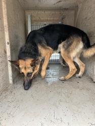 Shelter Stray Female Dog last seen Near BLOCK MILL TRACE PLACE, 3528 Newburg Rd, Louisville, KY 40218, USA