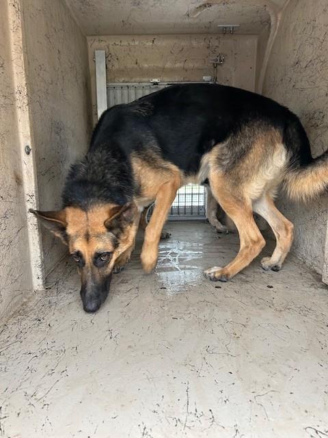 Shelter Stray Female Dog last seen Near BLOCK MILL TRACE PLACE, 3528 Newburg Rd, Louisville, KY 40218, USA