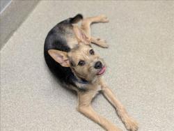 Shelter Stray Male Dog last seen Near BLOCK E TROPICANA AVE, LAS VEGAS NV 89109, 655 N Mojave Rd, Las Vegas, NV 89101, USA