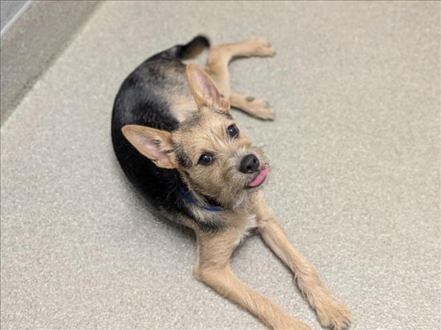 Shelter Stray Male Dog last seen Near BLOCK E TROPICANA AVE, LAS VEGAS NV 89109, 655 N Mojave Rd, Las Vegas, NV 89101, USA