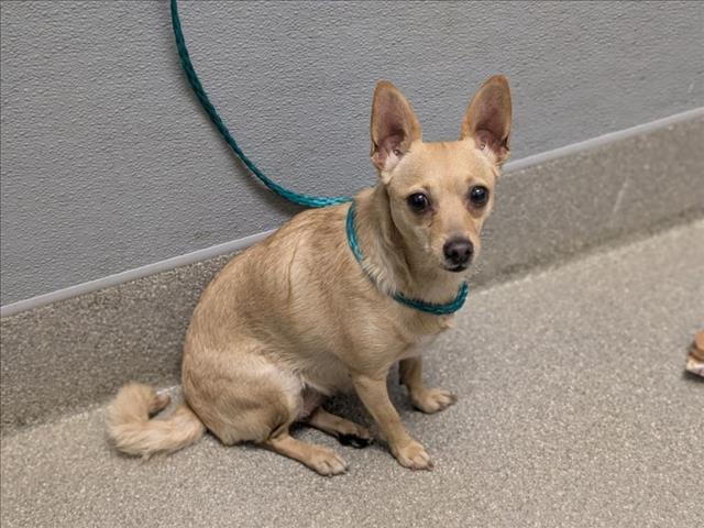 Shelter Stray Female Dog last seen Near BLOCK E TROPICANA AVE, LAS VEGAS NV 89109, 655 N Mojave Rd, Las Vegas, NV 89101, USA
