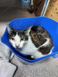 Shelter Stray Male Cat last seen Near BLOCK SOUTHSIDE DR, 3528 Newburg Rd, Louisville, KY 40218, USA