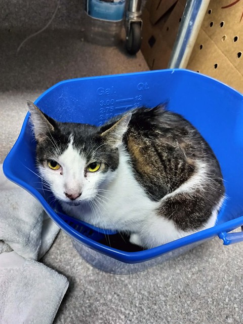 Shelter Stray Male Cat last seen Near BLOCK SOUTHSIDE DR, 3528 Newburg Rd, Louisville, KY 40218, USA