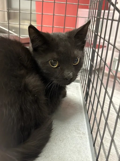 Shelter Stray Male Cat last seen Near BLK OF LAMB, 655 N Mojave Rd, Las Vegas, NV 89101, USA