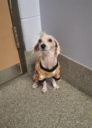 Shelter Stray Male Dog last seen Near BLOCK CLARA AVE, 3528 Newburg Rd, Louisville, KY 40218, USA