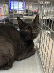 Shelter Stray Male Cat last seen Near BLK OF LAMB, 655 N Mojave Rd, Las Vegas, NV 89101, USA
