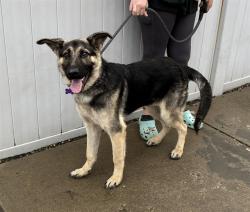 Shelter Stray Male Dog last seen Near BLOCK PHYLLIS AVE, 3528 Newburg Rd, Louisville, KY 40218, USA