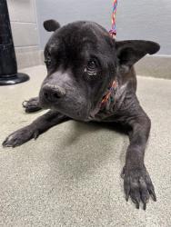 Shelter Stray Male Dog last seen Near BLOCK GRAVEL ROCK ST, NORTH LAS VEGAS NV 89081, 655 N Mojave Rd, Las Vegas, NV 89101, USA