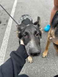 Shelter Stray Male Dog last seen Near BLOCK MILL TRACE PLACE, 3528 Newburg Rd, Louisville, KY 40218, USA