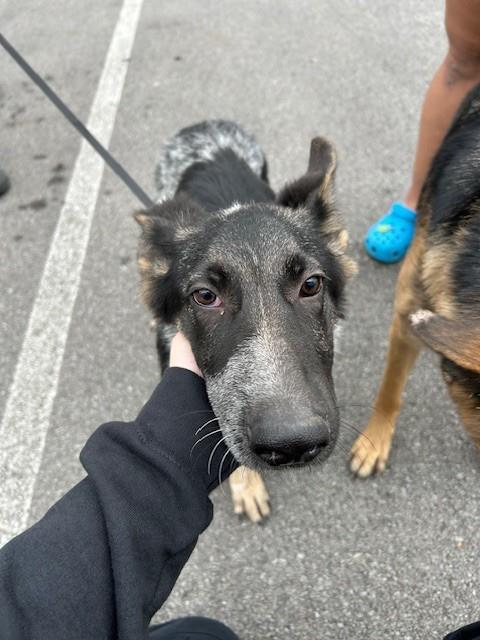 Shelter Stray Male Dog last seen Near BLOCK MILL TRACE PLACE, 3528 Newburg Rd, Louisville, KY 40218, USA