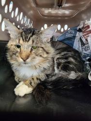 Shelter Stray Male Cat last seen , 1150 11 Mile Corner, Casa Grande, AZ 85194, USA