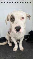 Shelter Stray Male Dog last seen Near BLK AUBURN ST, BAKERSFIELD, CA, 201 S Mt Vernon Ave, Bakersfield, CA 93307, USA