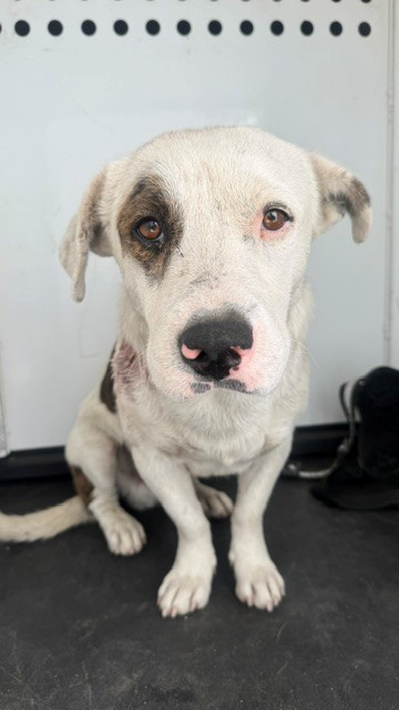 Shelter Stray Male Dog last seen Near BLK AUBURN ST, BAKERSFIELD, CA, 201 S Mt Vernon Ave, Bakersfield, CA 93307, USA