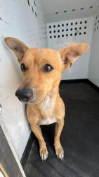 Shelter Stray Male Dog last seen Near BLK AUBURN ST, BAKERSFIELD, CA, 201 S Mt Vernon Ave, Bakersfield, CA 93307, USA