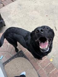 Found/Stray Male Dog last seen College and strang line rd, Lenexa, KS 66215