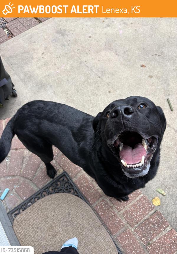 Found/Stray Male Dog last seen College and strang line rd, Lenexa, KS 66215