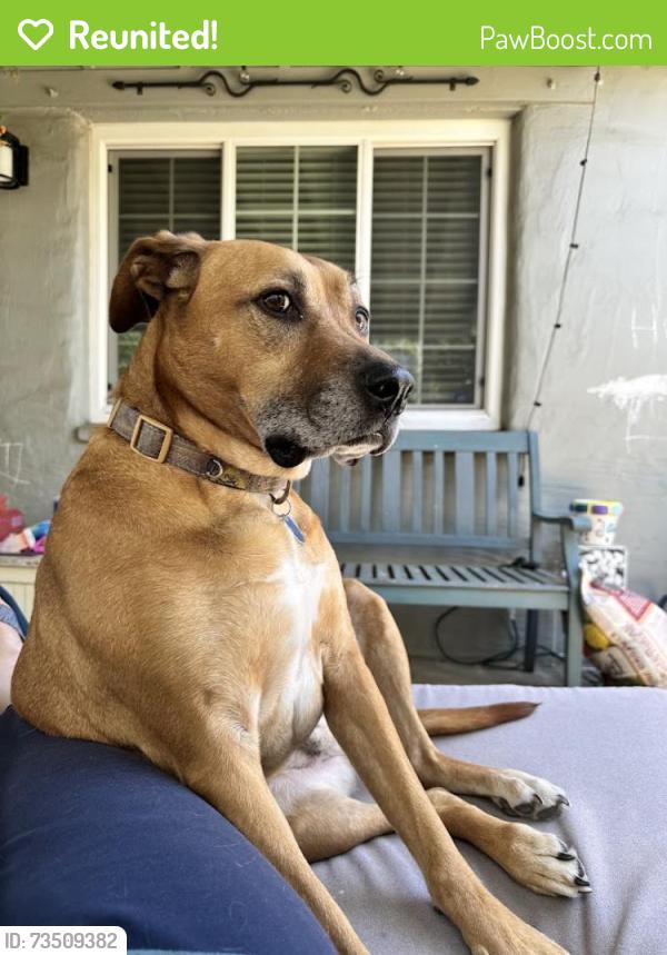 Reunited Male Dog last seen Kroy Way & 11th Ave. One block west of Hiram Johnson HS in Tahoe Park, Sacramento, CA 95820