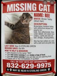 Reunited Female Cat last seen Near Steven in North Sterling Green, Channelview, TX 77530