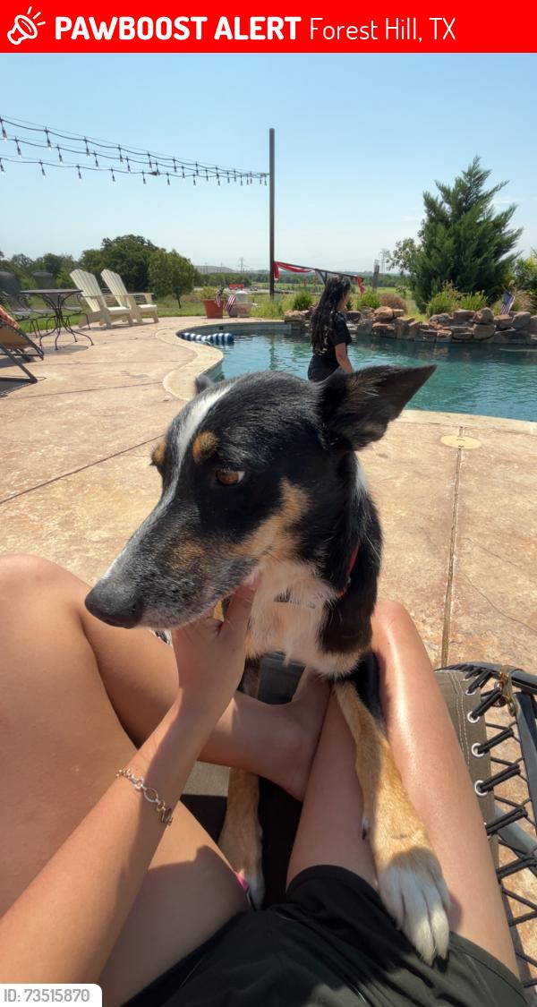 Lost Male Dog last seen Forest Hill Dr and Lon Stephenson, Forest Hill, TX 76140