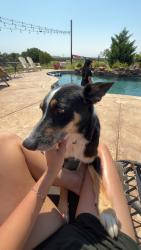 Lost Male Dog last seen Forest Hill Dr and Lon Stephenson, Forest Hill, TX 76140