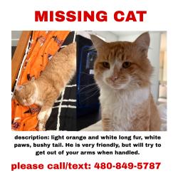 Lost Male Cat last seen Ray road, Chandler, AZ 85226
