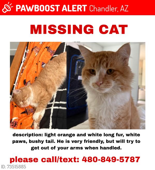 Lost Male Cat last seen Ray road, Chandler, AZ 85226