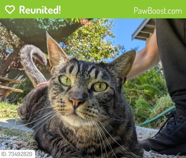 Reunited Male Cat last seen Obama Blvd near Expo Crenshaw train station, likely left through the back alley behind Obama Blvd, Los Angeles, CA 90018