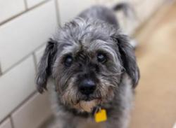 Reunited Female Dog last seen Cretin Durham Hall, Saint Paul, MN 55116