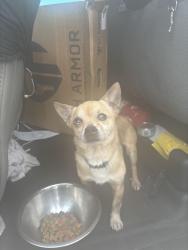 Found/Stray Unknown Dog last seen Port St Lucie, Port St. Lucie, FL 34986